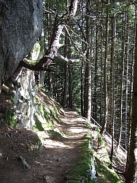 steil, aber weicher Waldbolden