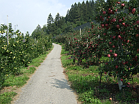 Wanderweg durch Obstplantagen